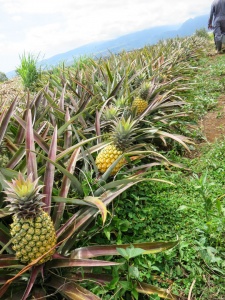 ananas en perspective