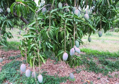 branche de manguier