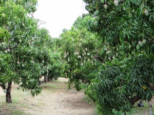 perspective champ de manguier