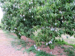 champs de manguier