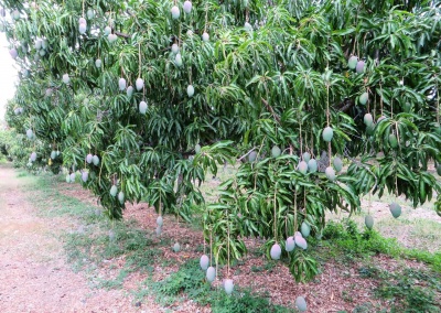 champs de manguier
